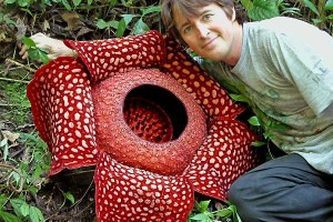 Largest Flower in the World called Rafflesia Arnoldii in Borneo Rainforest, Sumatra Island
